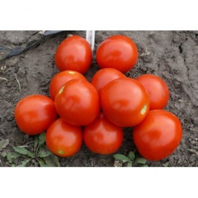 Семена детерминантного томата 1855 F1 (500 сем.) Lark Seeds, самый ранний в мире
